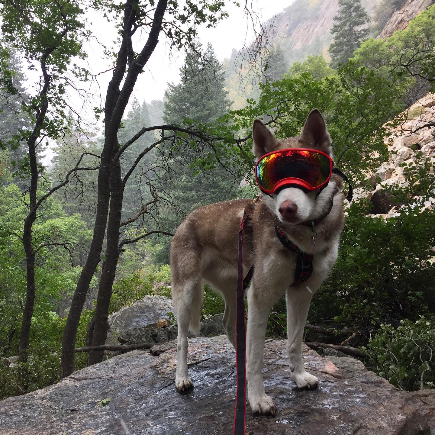 Siberian Husky wearing goggles in the mountains
