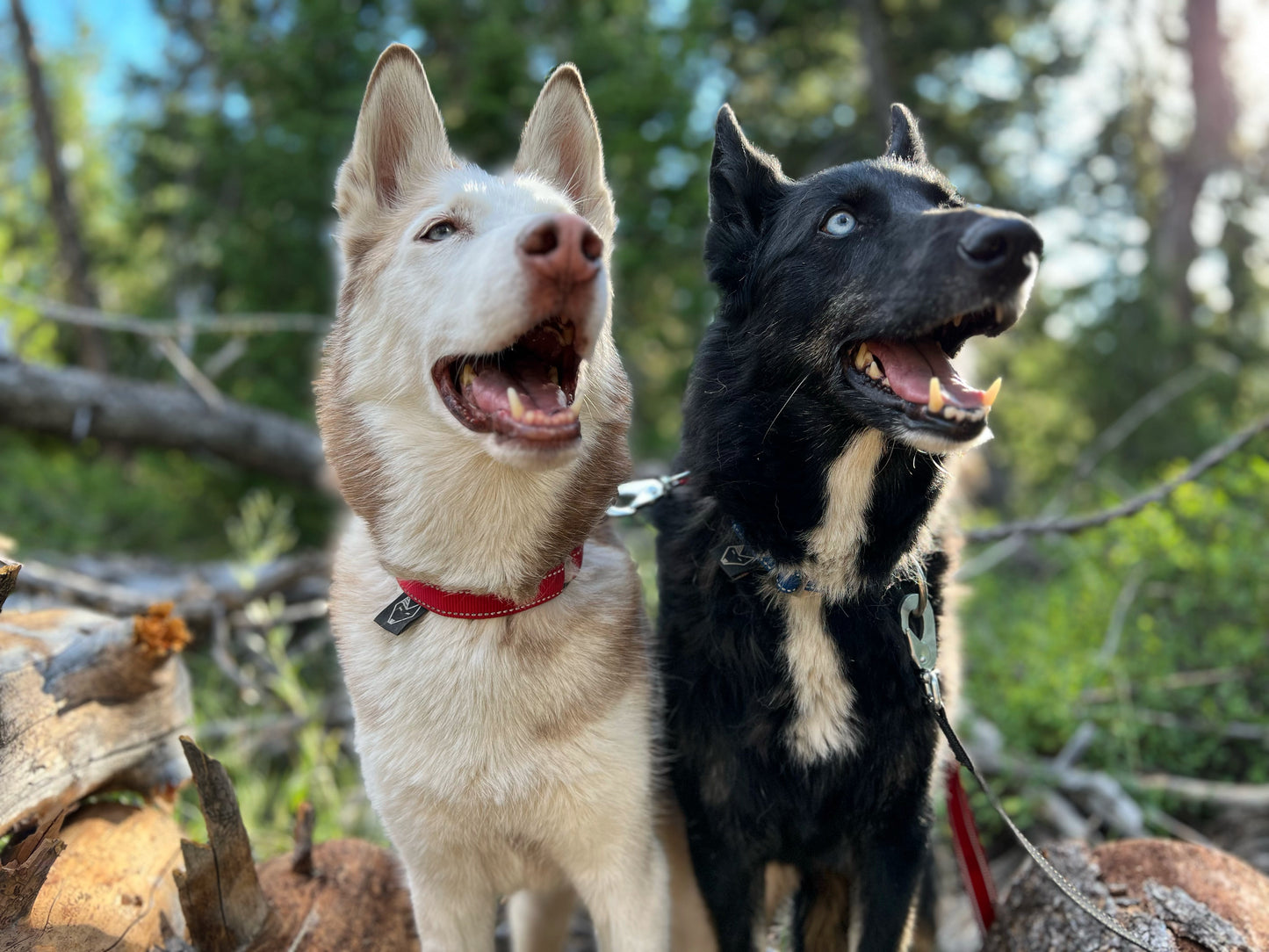 Reflective Adjustable Standard Collar