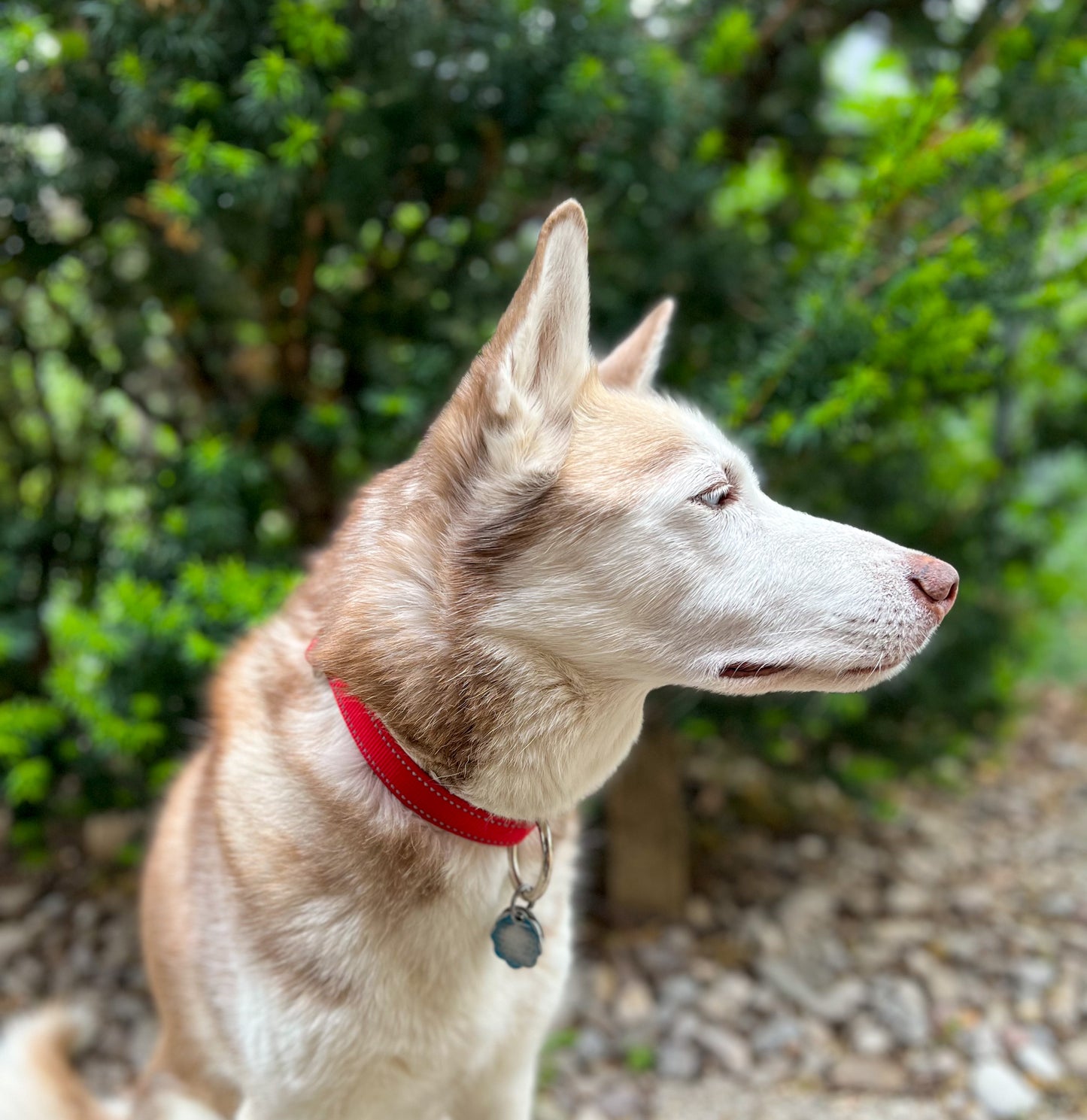 Reflective Adjustable Standard Collar