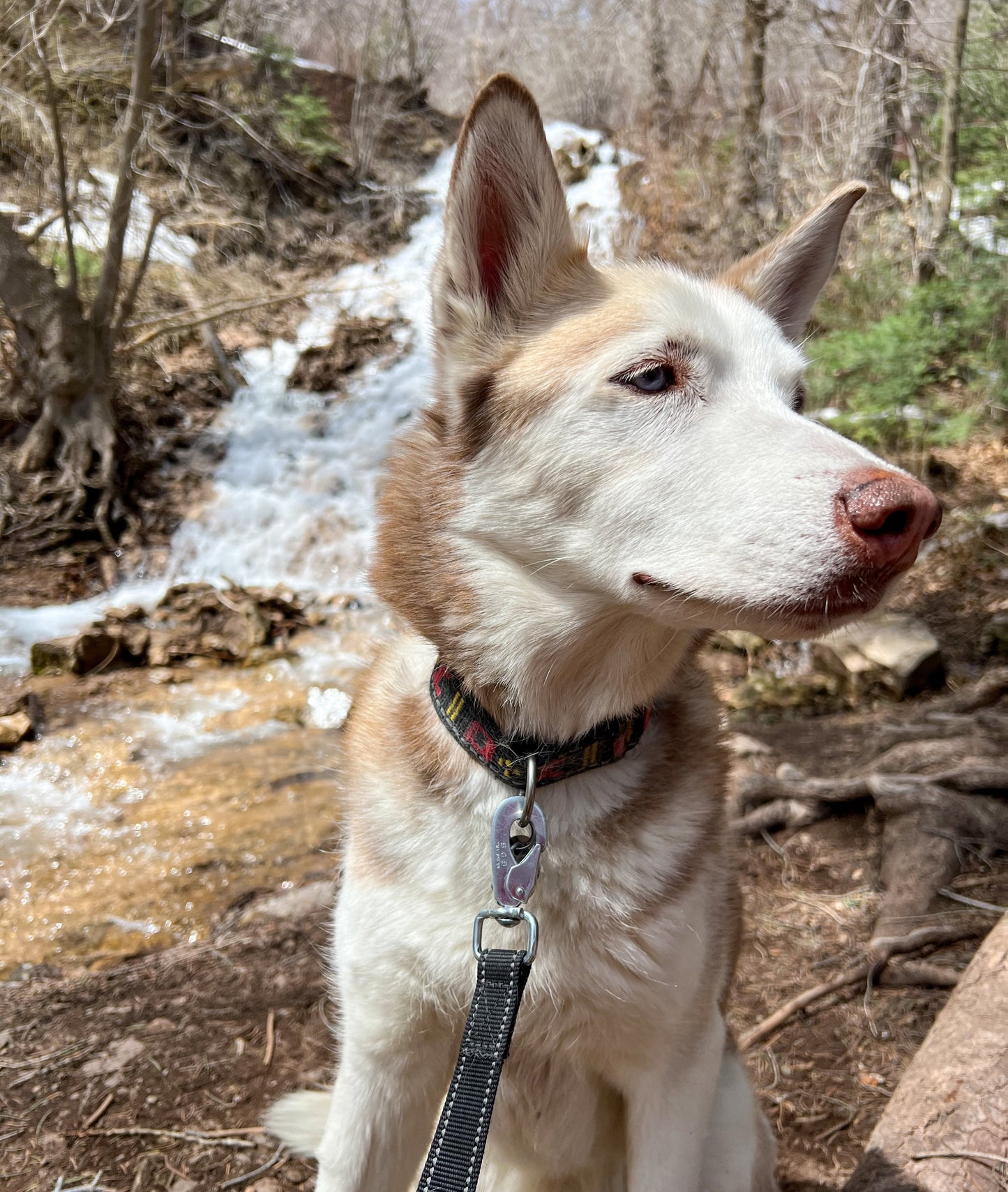 Reflective Leash - 4ft Length