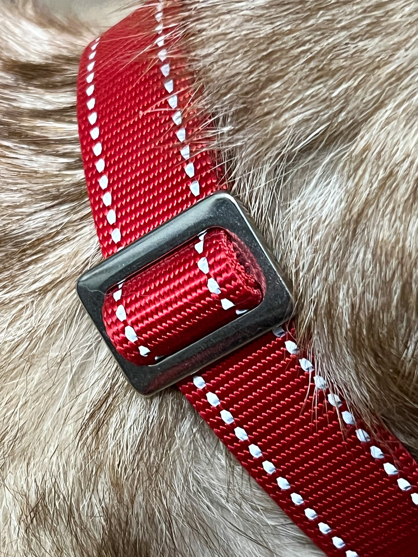 Reflective Adjustable Standard Collar